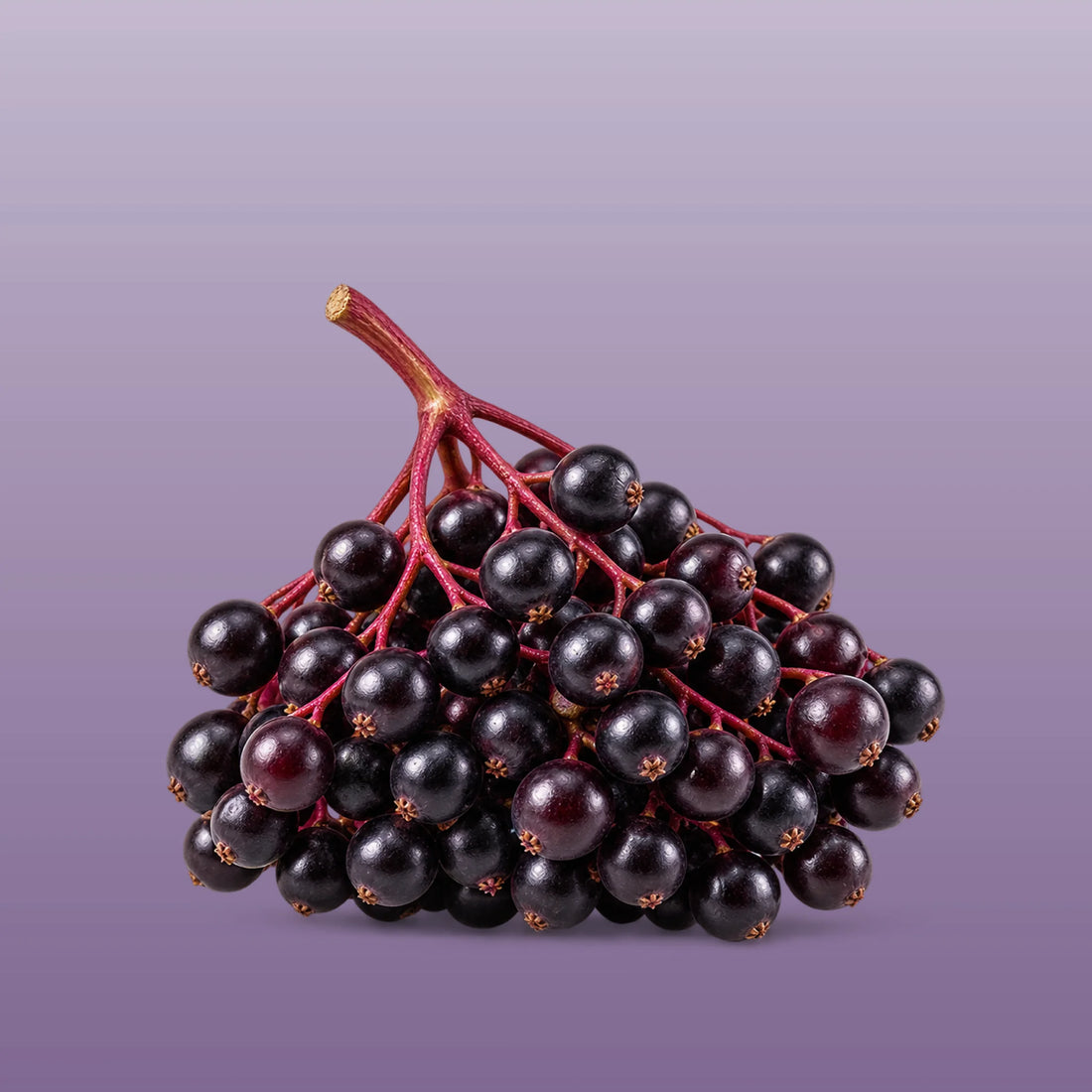 ROYAL ELDERBERRY